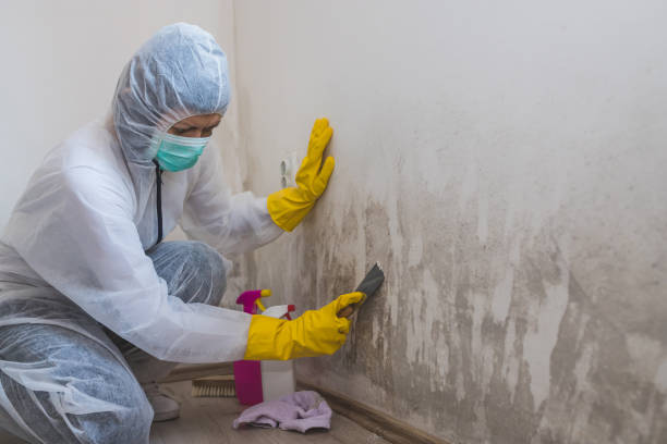 Best Best Mold Removal Companies  in Hudson, TX