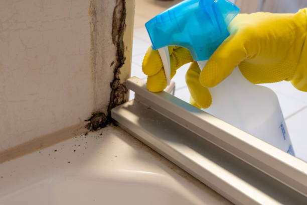 Best Emergency Mold Removal  in Hudson, TX