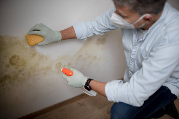 Best Professional Mold Removal  in Hudson, TX