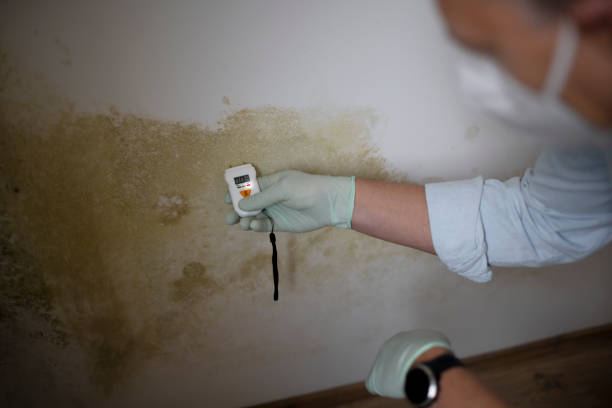 Best Office Mold Removal Services  in Hudson, TX