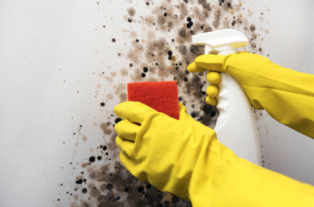 Best Mold Removal and Inspection  in Hudson, TX