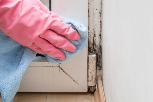 Best Home Mold Removal  in Hudson, TX