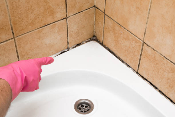 Best Office Mold Removal Services  in Hudson, TX